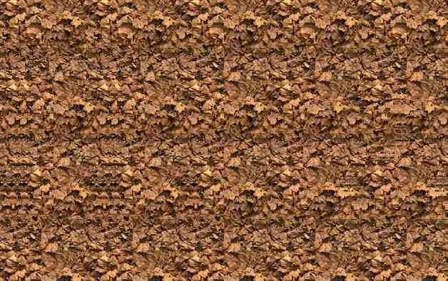 koshki_stereo-2-9843558